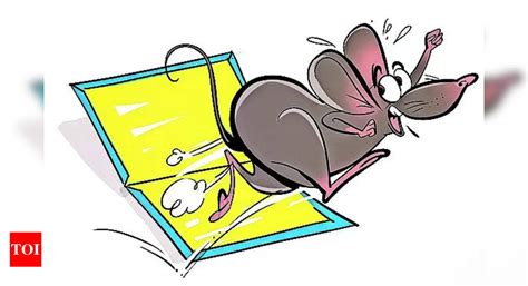 Glue Traps: Jamnagar bans glue traps for rats | Rajkot News - Times of ...
