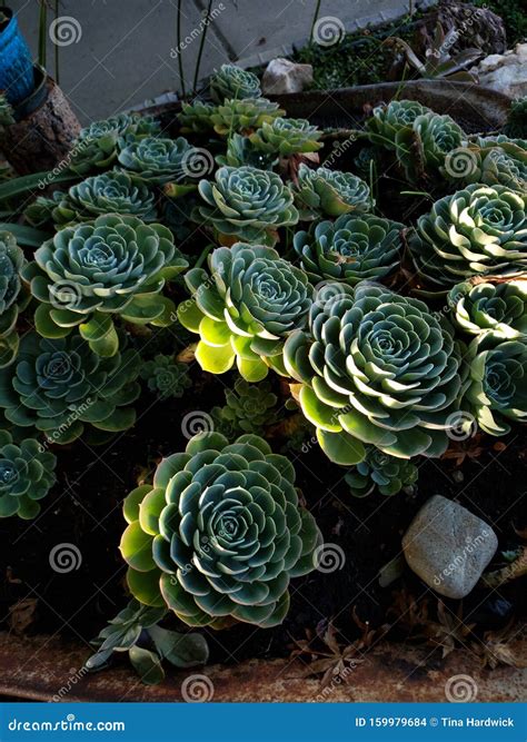 Hens & Chicks Succulent Stock Photo - Image of succulent, hens: 159979684
