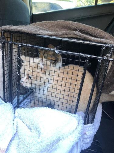 Free Cat Traps 的图像结果