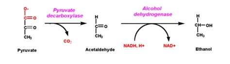 Fermentation- Examples, Diagram, Meaning, Reaction, Process