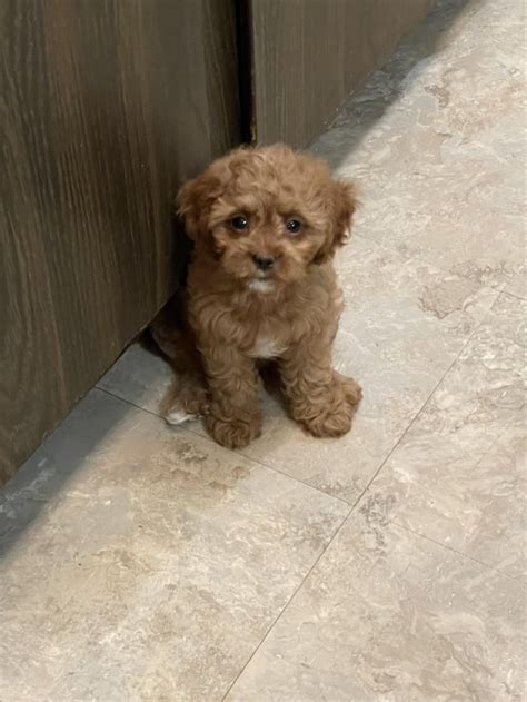 10 Week Old Cavapoo 的图像结果
