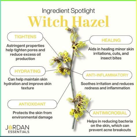 Best 12 Witch Hazel: The Amazing Healing Benefits of This Plant – Artofit