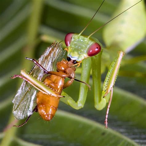 Praying Mantis Spiritual Meaning - Awakening State