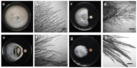 Natural Protein Kinase Inhibitors, Staurosporine, and Chelerythrine ...