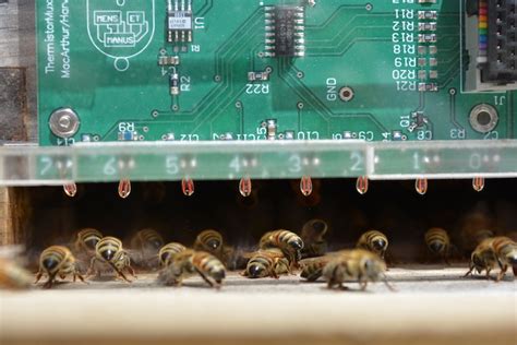 How Honey Bees Keep the Hive Cool on Hot Days | Department of ...