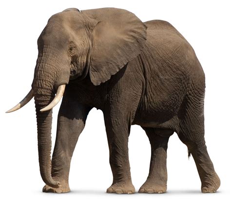 Image Elephant, Elephant Images, Elephant Pictures, Elephants Photos ...