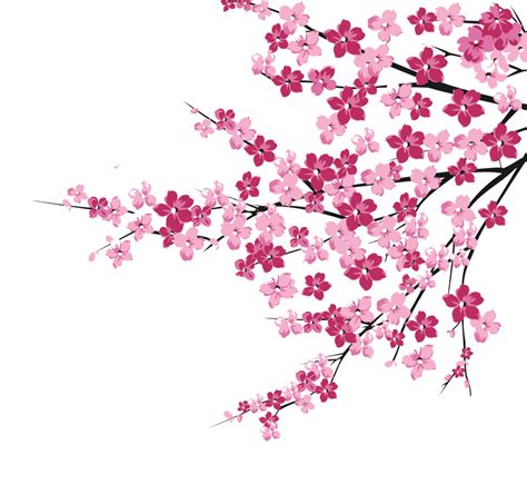 Cherry Blossom Petals Drawing at Matilda Mullan blog