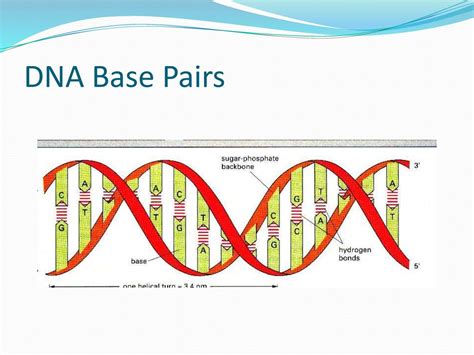 Base pair Structure 的图像结果