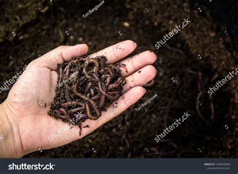 Background Many Earthworms African Night Crawler Stock Photo 1456699040 ...