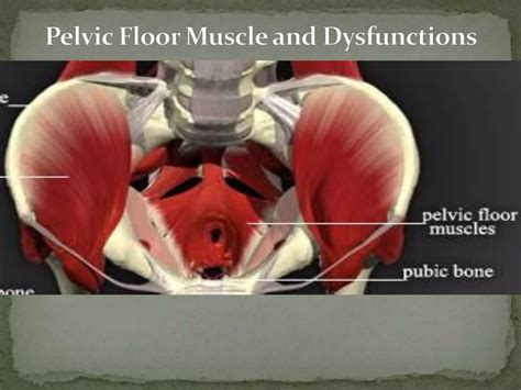 Pelvic floor muscle and dysfunctions | PPTX