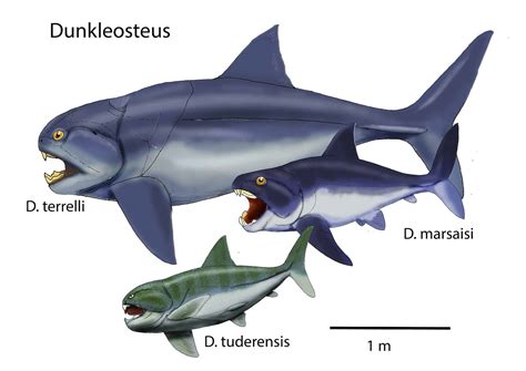 Dunkleosteus Bite Force Dunkleosteus Was One Of The Largest Placoderms