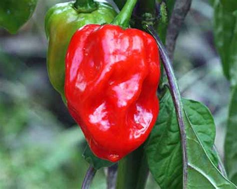 Unda Mulaku | Chilli Seeds | Minis Lifestyle Hub – Mini's Lifestyle Store