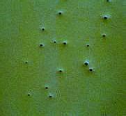 Image result for Pinhole Defect Paint