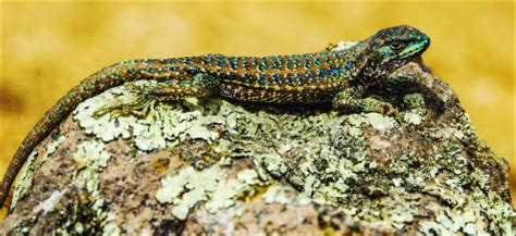 Image result for Lizard Dissection