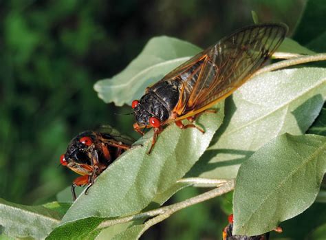 Feeding Dog Day Cicada