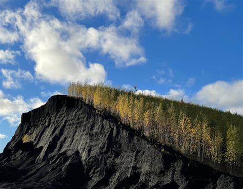 Vuosaari’s coal mountain forest : r/Finland