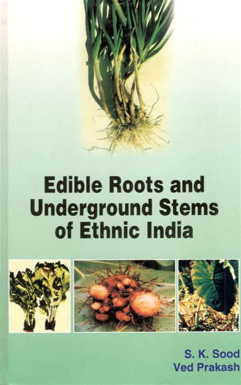 Beyond The Root: Identifying The Edible Part Of Underground Stems