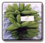 Horticulture :: TNAU :: Varieties :: Fruit crops-Banana