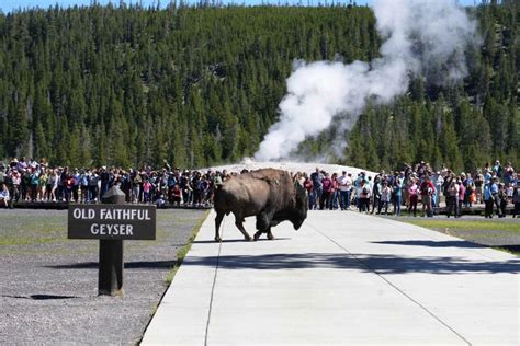 How Dangerous Is Yellowstone National Park