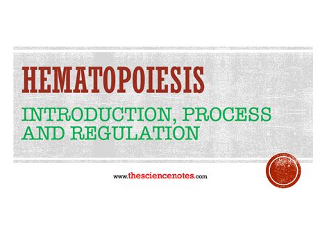 Hematopoiesis: Introduction, Process and Regulation