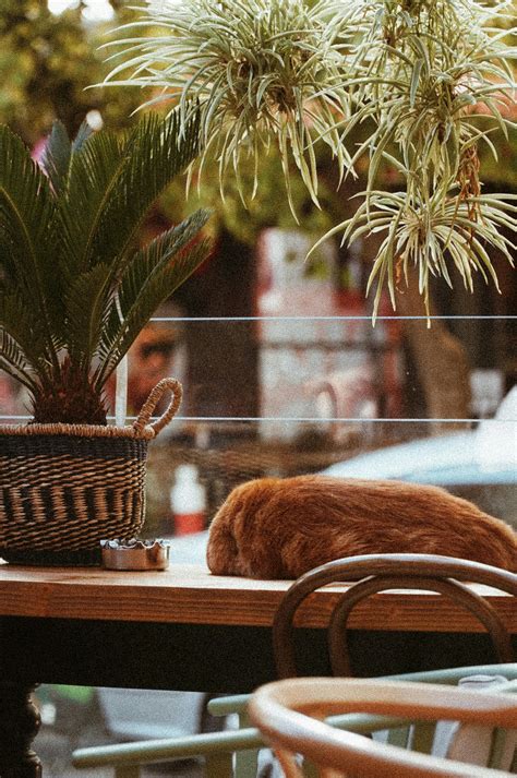 Restaurant Inside Table 的图像结果