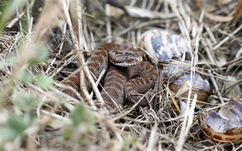 Image result for Snake Catching Adders