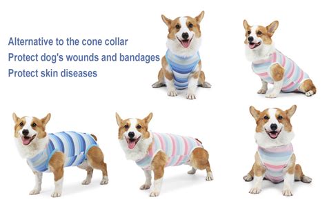 KUTKUT Recovery Suit for Small Dog, Surgical Recovery for Abdominal ...