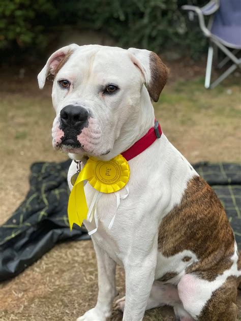 Johnson American Bulldog