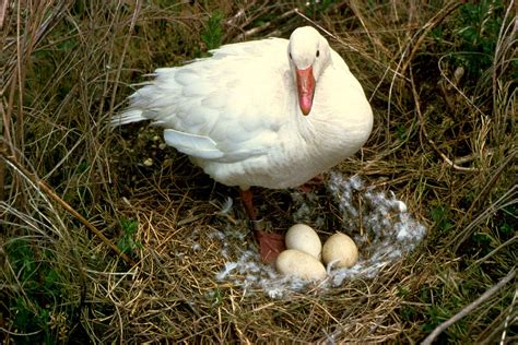 Free picture: snow, goose, bird, stands, nest, eggs