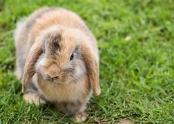 Image result for Mini Lop Diet
