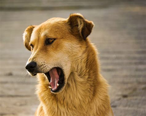 Safe, gentle and effective ways to stop excessive barking in dogs | The ...