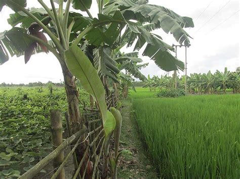 Agroforestry boosts rice and biodiversity in India