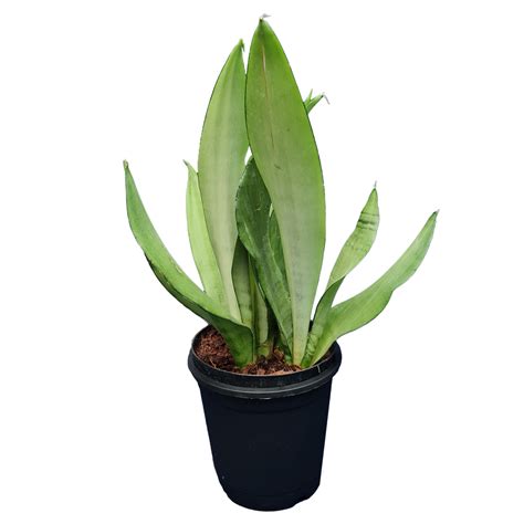 Moonshine Snake Plant | Stylish Air Purifier