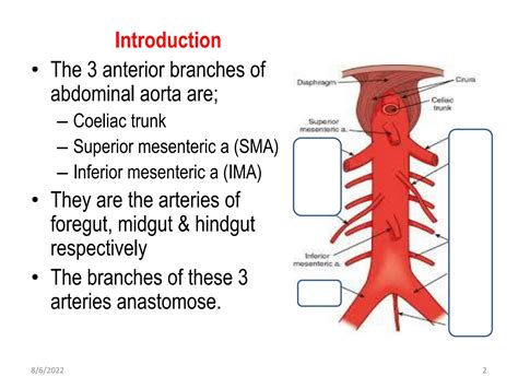 SOLUTION: Coeliac trunk superior and inferior mesenteric arteries ...