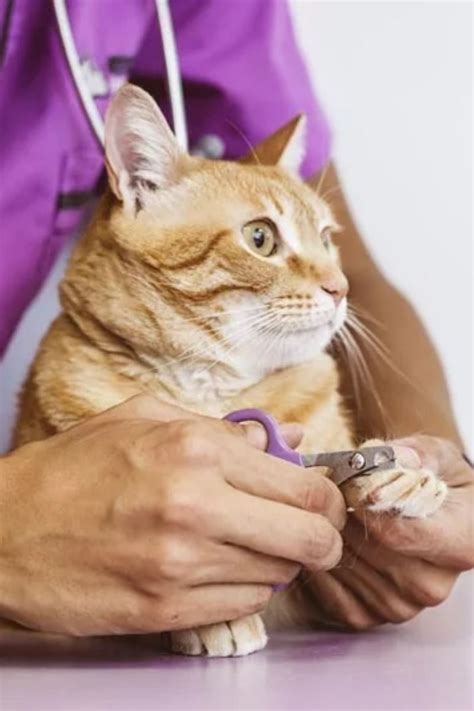 cat grooming