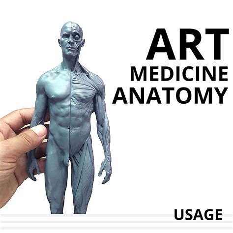 MModel Male and Female Anatomy Figure Model for Artists, India | Ubuy