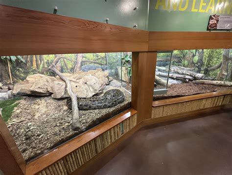 Image result for Burmese Python Edmonton Zoo