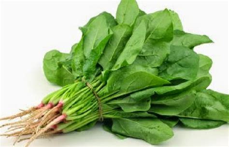 manfaat sayur bambu muda