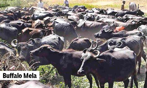 Tanuvas’s Buffalo Mela educates farmers on successful rearing practices