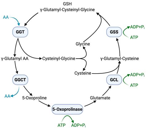 A Systematic Review of Serum γ-Glutamyltransferase as a Prognostic ...