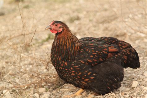 Black Pullet Chickens