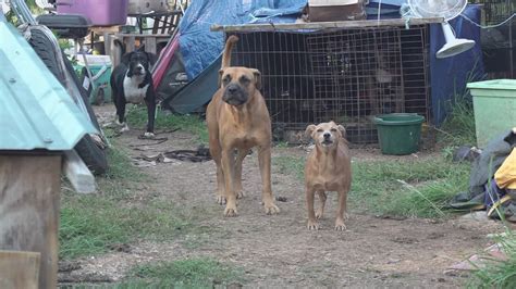 Two people arrested after more than 65 animals found at Gatesville home | kcentv.com