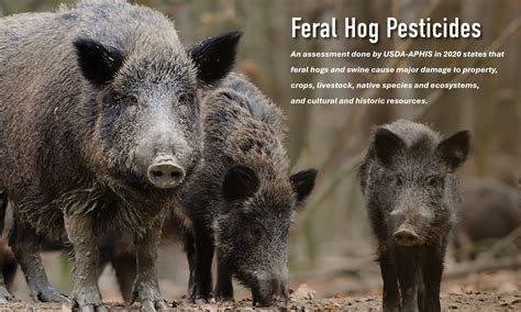 CONTROLLING FERAL HOGS WITH PESTICIDES