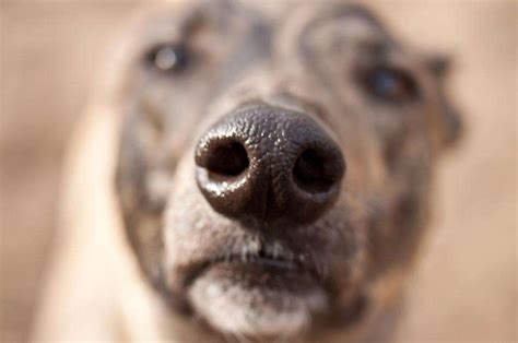 狗鼻子为什么是湿的？这五种情况是属于正常-我的宠舍