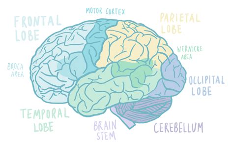 Brain 的图像结果