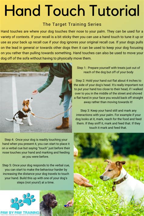 Image result for Target Training for Dogs