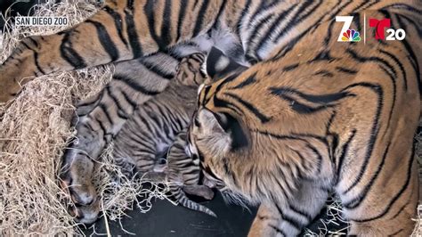 Cute Sumatran Tiger Cubs