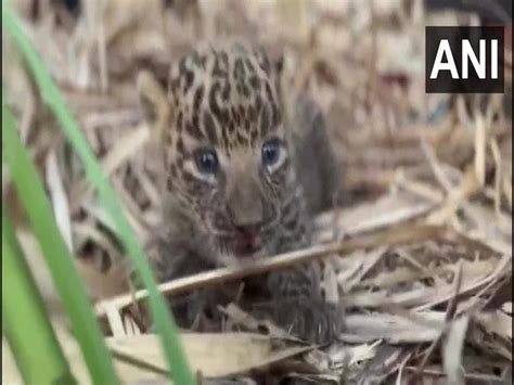 Nashik forest dept rescues 10-day-old leopard cub, reunited with mother