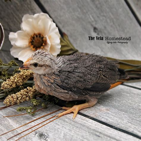 Chickens 4 weeks old and new additions! | The Vela Homestead