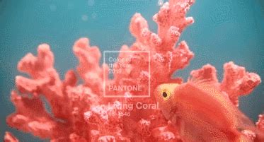 如何駕馭珊瑚色珠寶 - 每日頭條